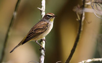 Palm Warbler