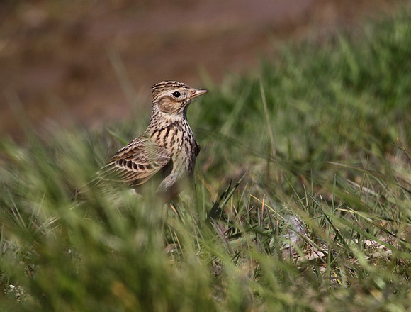 Skylark