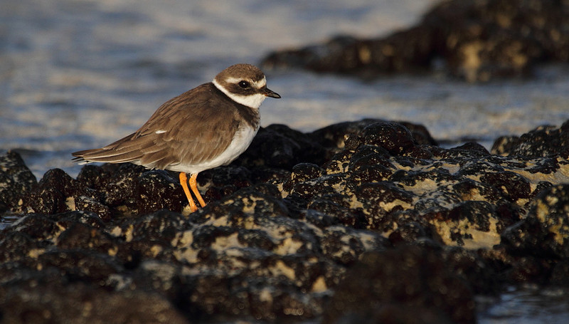 Ringed Plover
