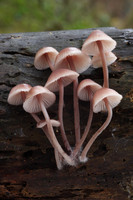 Mycena Fungi