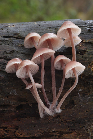 Mycena Fungi