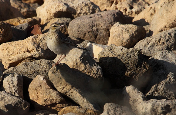 Pipit