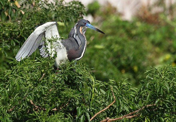 Tri-Colored Heron stretching wings
