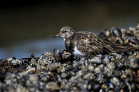 Turnstone