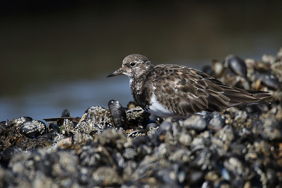 Turnstone