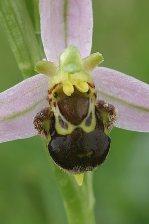Bee Orchid