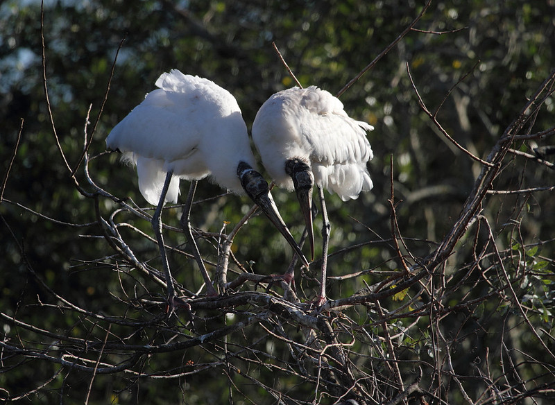 Wood Stork