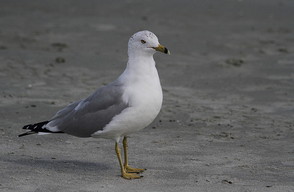 Ring Billed Gull