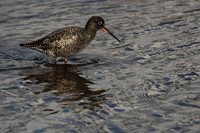 Spotted Redshank