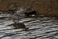 Spotted Redshank