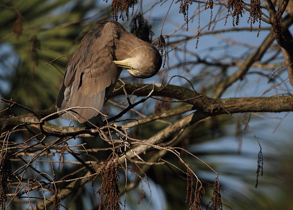Black Crowned Night Heron