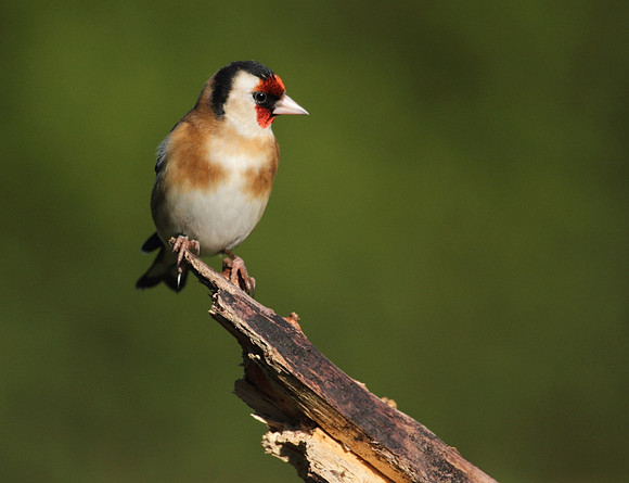 Goldfinch