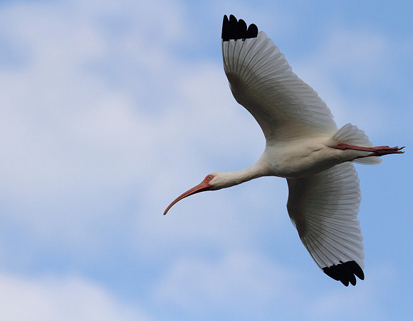 White Ibis
