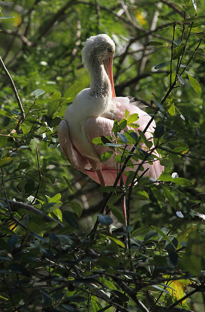 Roseate Spoonbill