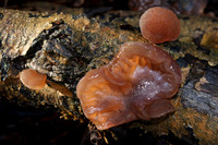 Jew's Ear