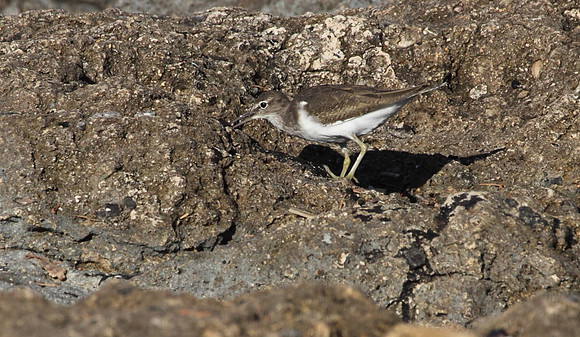 Common Sandpiper