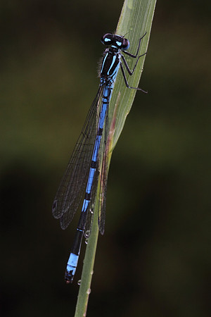 Azure Damselfly (male)