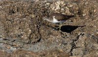 Common Sandpiper