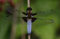 Dragonflies