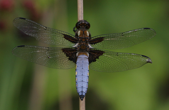 Broad Bodied Chaser