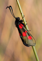 Five Spotted Burnet Moth