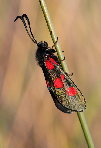 Five Spotted Burnet Moth
