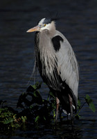 Great Blue Heron