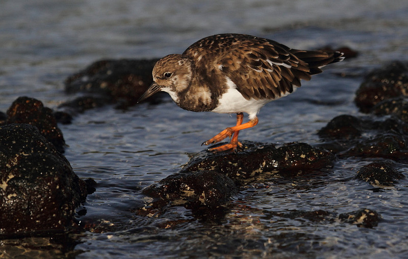 Turnstone