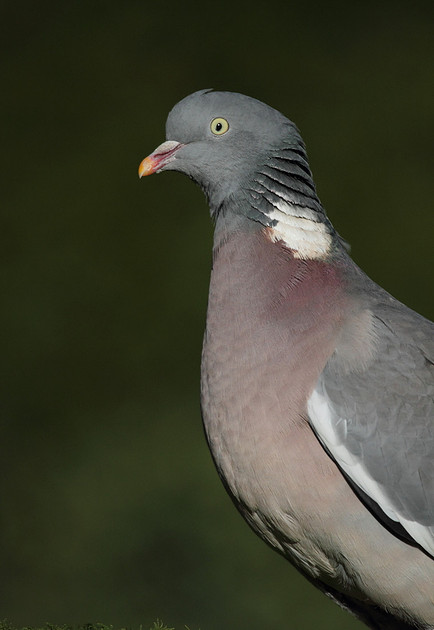 Woodpigeon