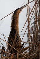 Bittern