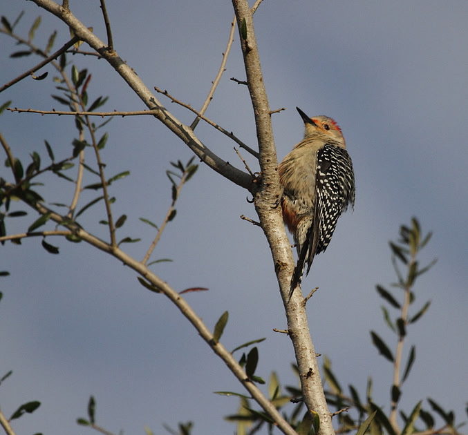 Red Bellied Woodpecker