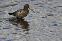 Spotted Redshank