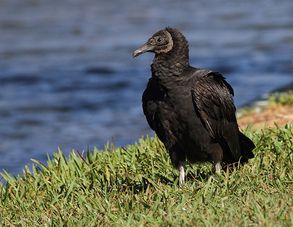 Black Vulture