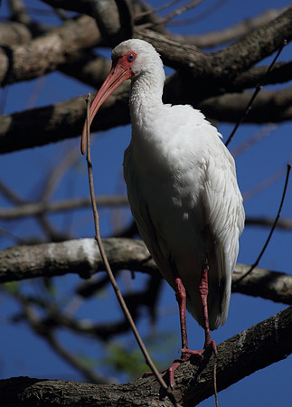 White Ibis