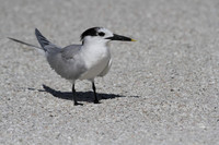 Sandwich Tern