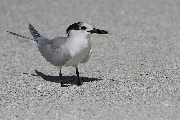 Sandwich Tern