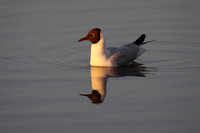 Black Headed Gull