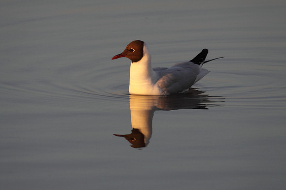 Black Headed Gull