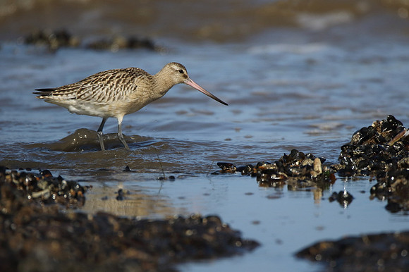 Bar Tailed Godwit