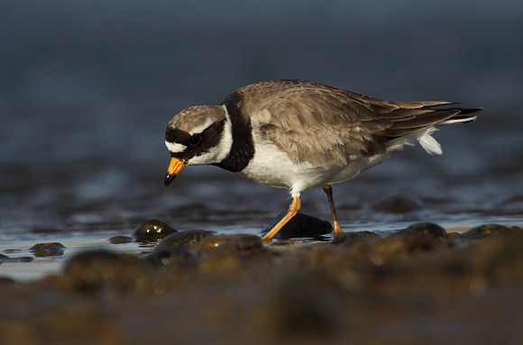 Ringed Plover