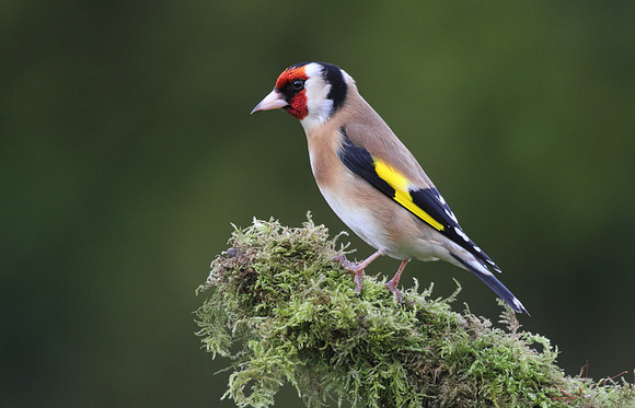 Goldfinch