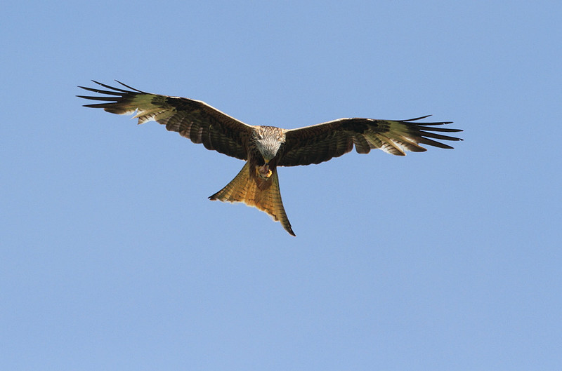 Red Kite
