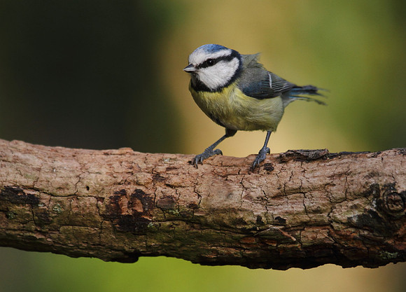 Blue Tit