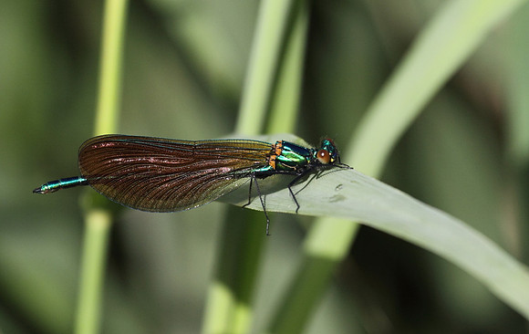Beautiful Demoiselle