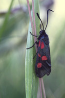 Five Spotted Burnet Moth