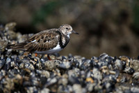 Turnstone