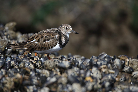 Turnstone