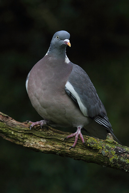 Woodpigeon