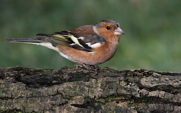 Male Chaffinch