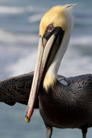 Brown Pelican